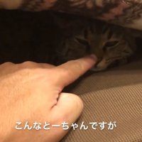 ソファの座布団の下に潜り込んでいる猫