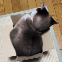 段ボール箱の中で体を動かす保護猫