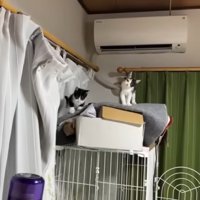 上にいる猫