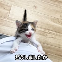 どうしましたか