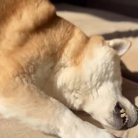 スリスリするももちゃん