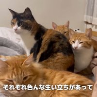 固まって座っている猫達