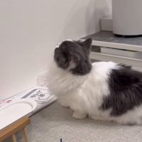 見上げる猫