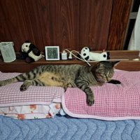 枕に乗る猫