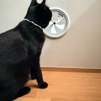 換気口の奥を見ている猫
