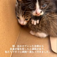 重なる赤ちゃん猫