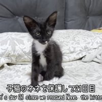 座る子猫