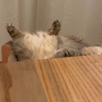 猫に近づいていく飼い主