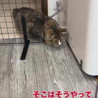 柵の横を通り抜ける猫
