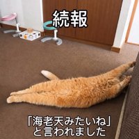 お腹を出して床の上に寝転がっている猫