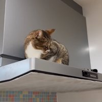 耳が動いている