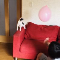 風船でバレーボールをする2人の男の子とハチワレ猫