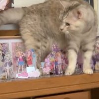 アクリルスタンドが並ぶ棚の上にいる猫