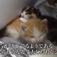 2匹の子猫が寝ている写真2