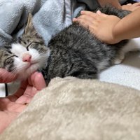 なでられている子猫