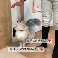猫と男の子