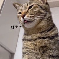 舌を出す猫