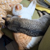 茶白にキジトラが重なっている