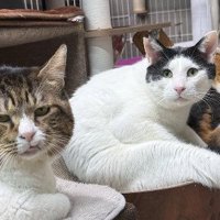 3匹の猫が同じ場所でくつろぐ様子