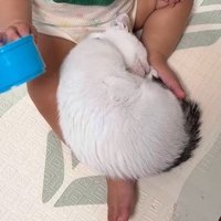 赤ちゃんの足の間で丸くなって休むつなちゃん