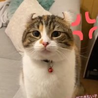 イカ耳の猫