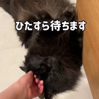 仰向けの黒猫