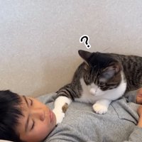 お腹の上に乗る猫3