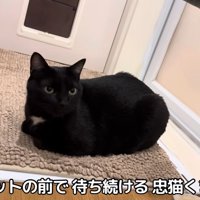 お風呂マットの上にいる猫