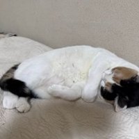 寝ている猫