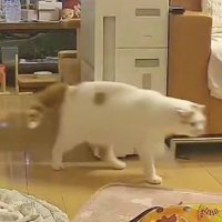 キッチンから出てくる猫たち