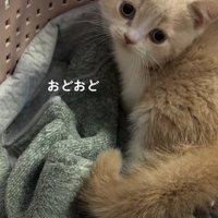 籠の中にいるスコティッシュフォールドの子猫