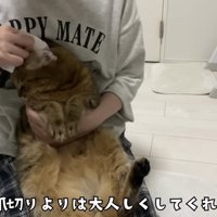爪切りよりはおとなしい