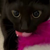 %猫じゃらしを噛む猫%大好きな猫じゃらしをガブッ