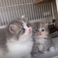 ケージの中にいる2匹のミヌエットの子猫