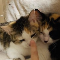 ボランティアさんと人馴れ訓練をする2匹の三毛猫