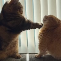 前足を伸ばすメルくん