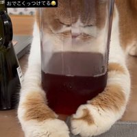 ピッチャーを引き寄せる猫