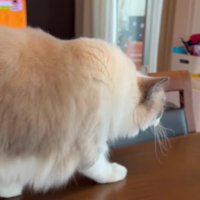 テーブルの上の猫