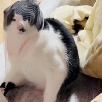 頭に被った排水溝ネットを外そうとする保護猫