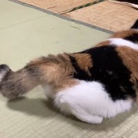 しっぽのアップ写真