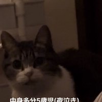ママを見つめるキジ白猫