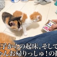 お出迎えする子猫2