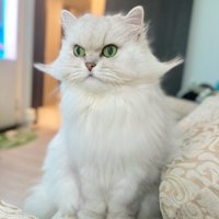 伯爵みたいな猫