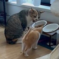 シャーのアップ