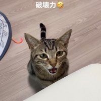 返事をする猫