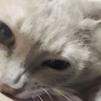 ドアップ