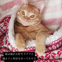 毛布に包まる猫