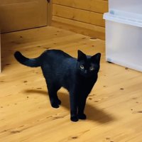 フローリングに立って尻尾を揺らす黒猫