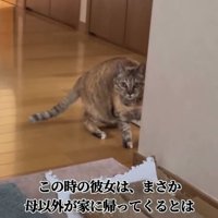 壁の近くで警戒しているカメラ目線の猫