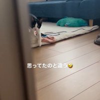 絨毯の上に立っている猫